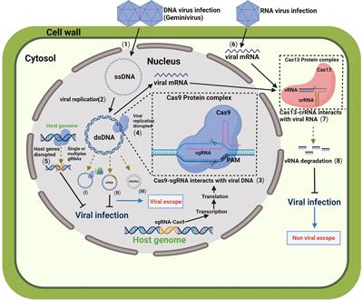 Clustered Regularly Interspaced Short Palindromic Repeats-Associated Protein System for Resistance Against Plant Viruses: Applications and Perspectives